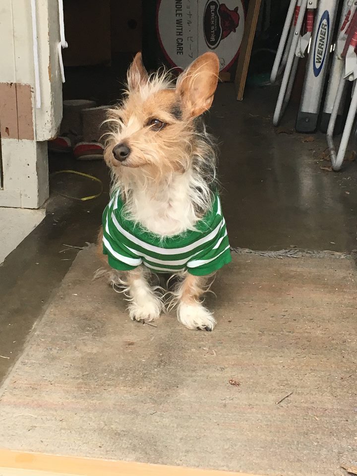 Bed hair don't care, with a green striped shirt and lots of flair.