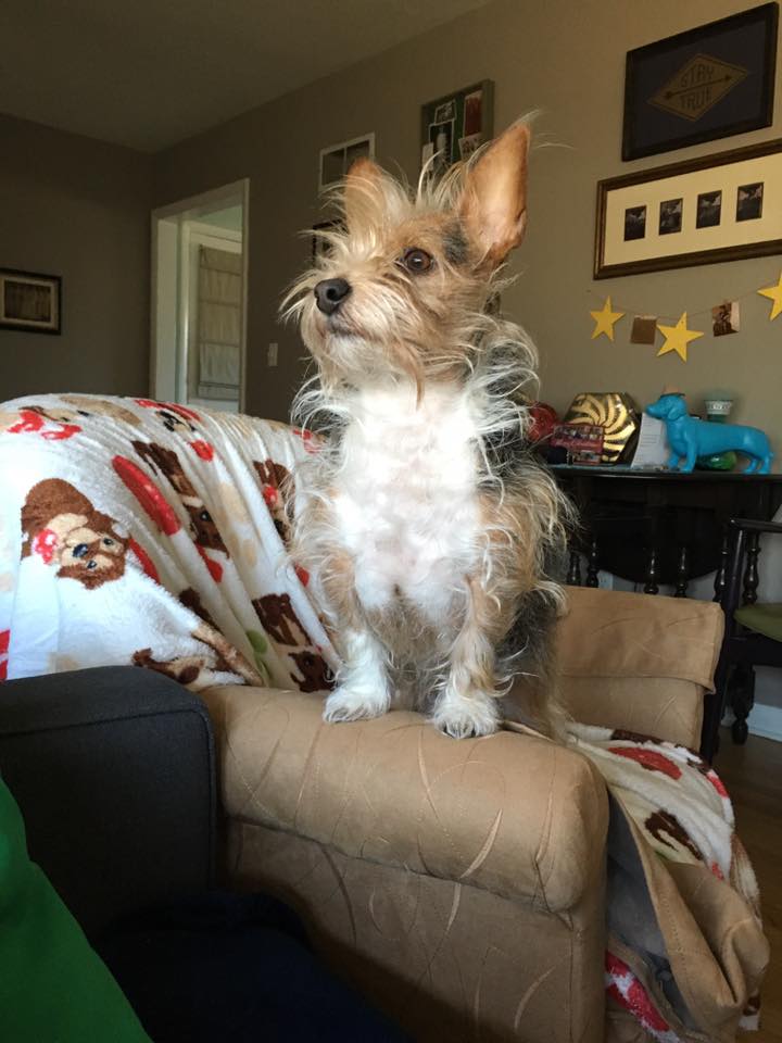 Not only is he interested, he is properly standing guard upon his chair, which you can not sit in right now.