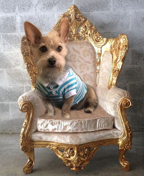 Sullivan T. Zager upon a throne, as he should be, photoshopped Image